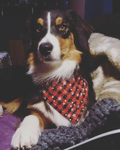 Merry Christmas Dog Scarf